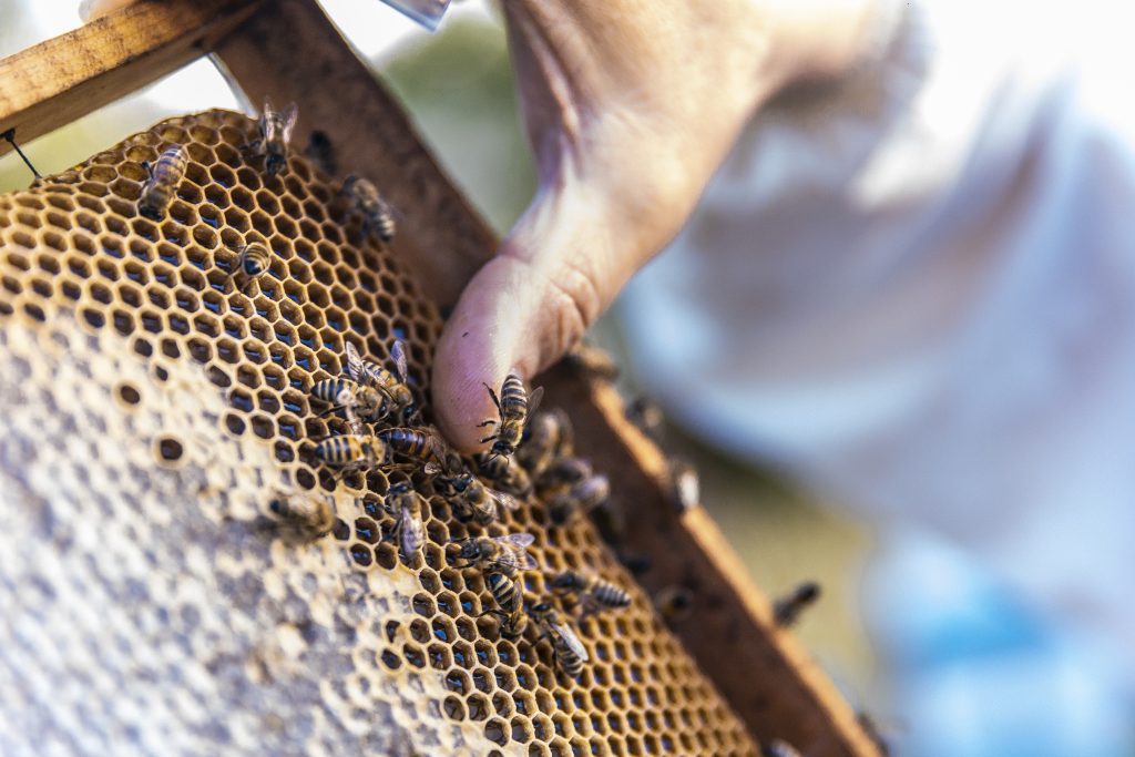 Cuando cada familia tenía sus propias abejas abella&flor