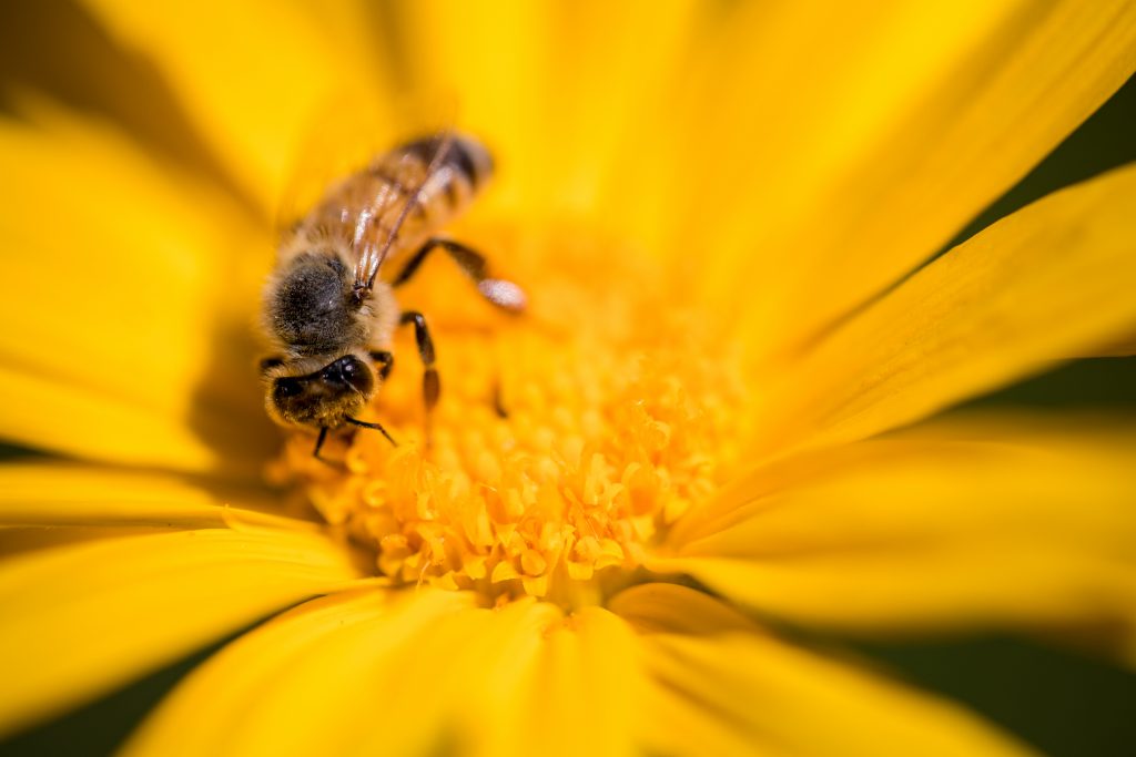 Las abejas, las flores nosotros