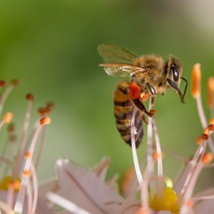 abella&flor abeja polinizando