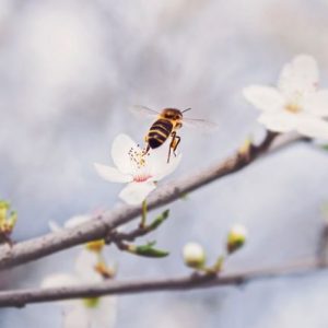 abella&flor abejas en mallorca