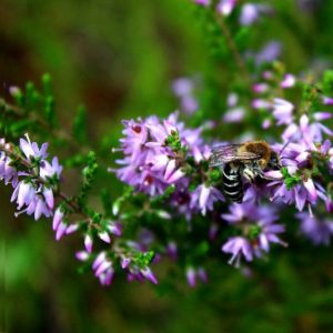 abella&flor apicultura en mallorca