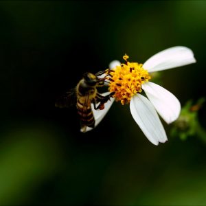 abella&flor el proyecto en mallorca