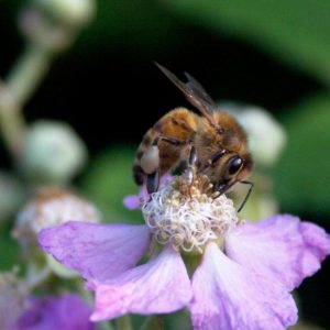 abellaflor mallorca