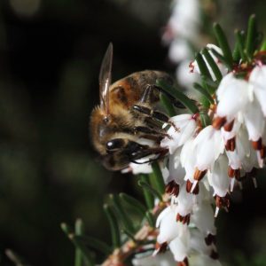 abella&flor polinización