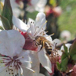 abella&flor mallorca
