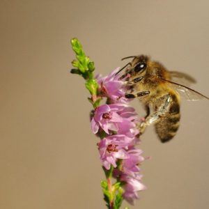 apicultura en mallorca abella&flor